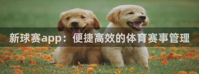 星空综合体育官网：新球赛app：便捷高效的体育赛事管理
